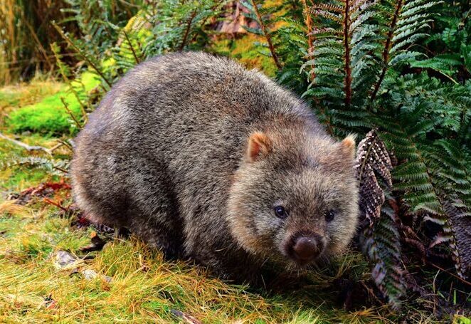 オーストラリアウォンバット