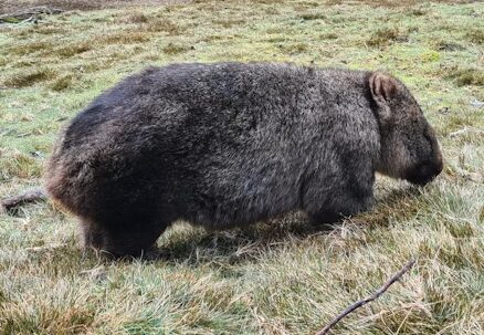 オーストラリアウォンバット