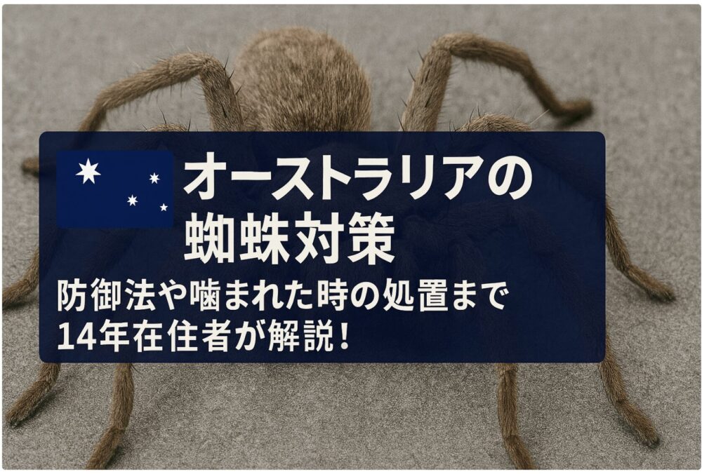 オーストラリア蜘蛛