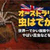 オーストラリア虫でかい