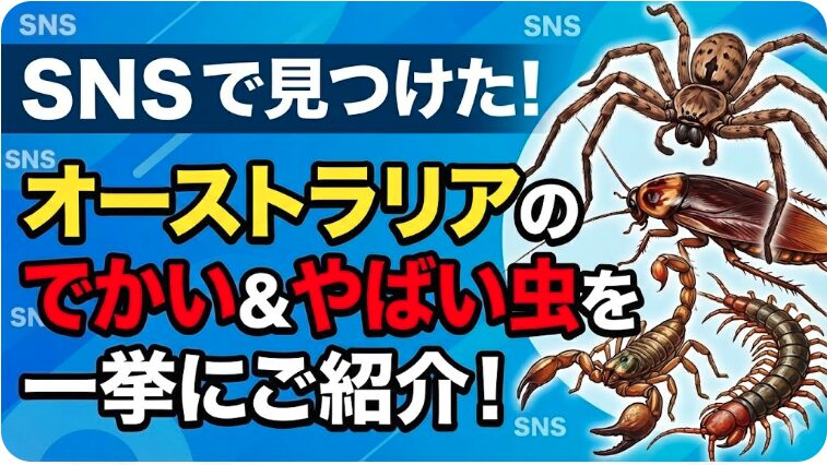 オーストラリア虫でかい